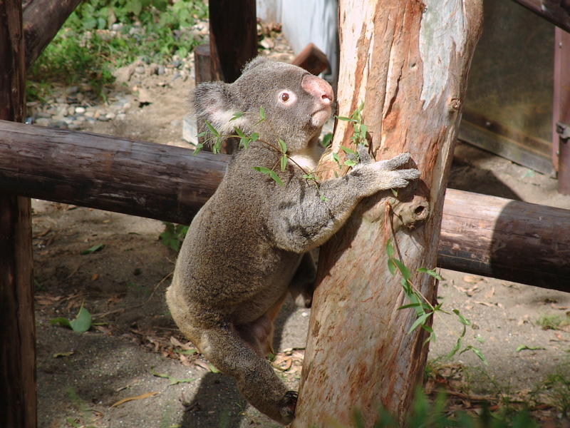 コアラ写真館 動物写真のホームページ