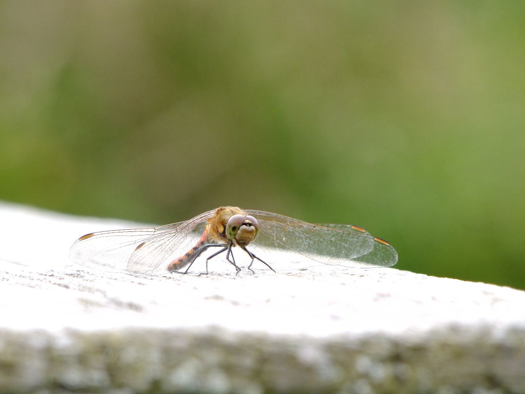 アキアカネ（秋茜） - 動物図鑑 - 動物写真のホームページ