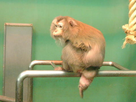 ブタオザル 豚尾猿 哺乳類図鑑 動物図鑑 動物写真のホームページ