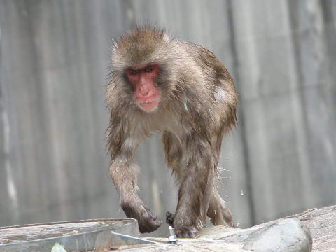 ニホンザル 日本猿 哺乳類図鑑 動物図鑑 動物写真のホームページ