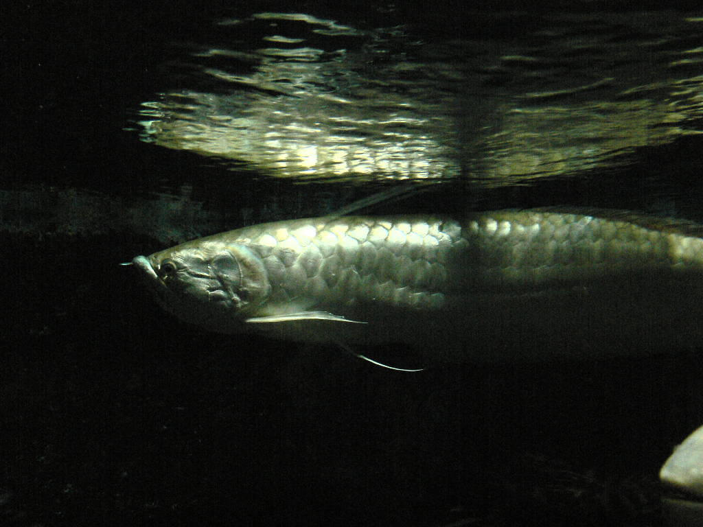 シルバーアロワナ 淡水の生き物図鑑 動物図鑑 動物写真のホームページ