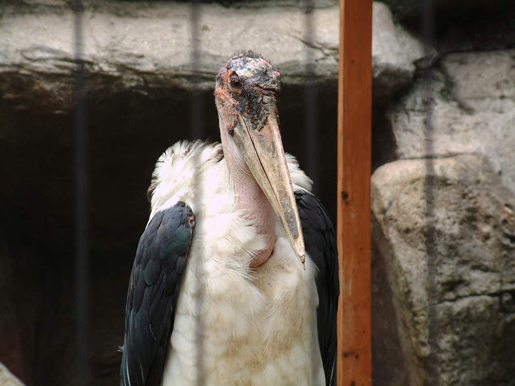 アフリカハゲコウ（阿弗利加禿鸛） - 動物図鑑 - 動物写真のホームページ