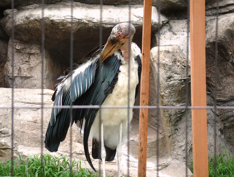 アフリカハゲコウ（阿弗利加禿鸛） - 動物図鑑 - 動物写真のホームページ