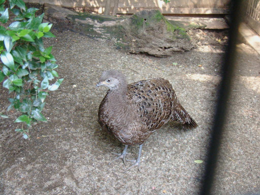 ハイイロコクジャク 灰色小孔雀 動物図鑑 動物写真のホームページ