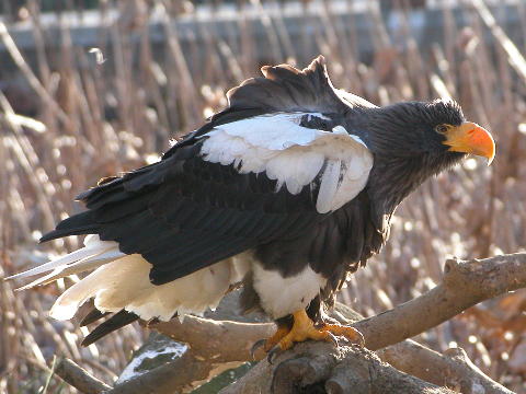 オオワシ 大鷲 鳥類図鑑 動物図鑑 動物写真のホームページ